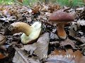 Imleria badia-amf284-1